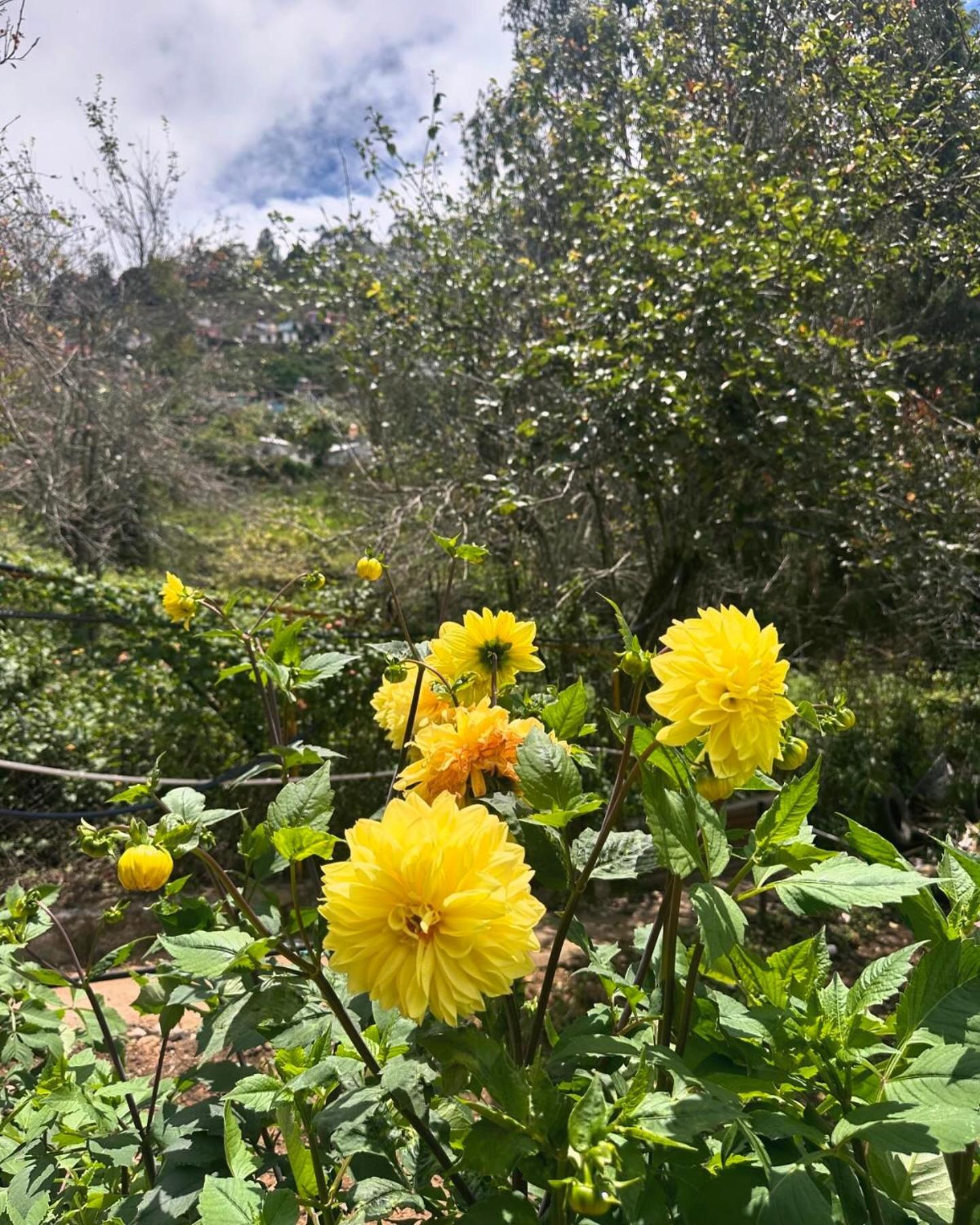 Magica Mount A Frame Wood House Villa Kodaikanal Buitenkant foto